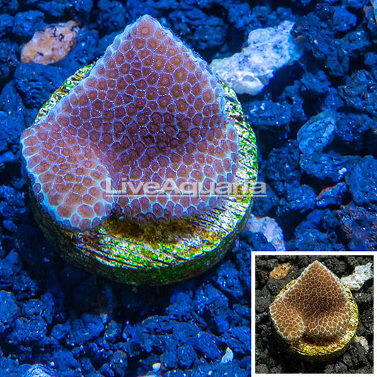 LiveAquaria® CCGC Aquacultured Purple and Green Montipora Coral