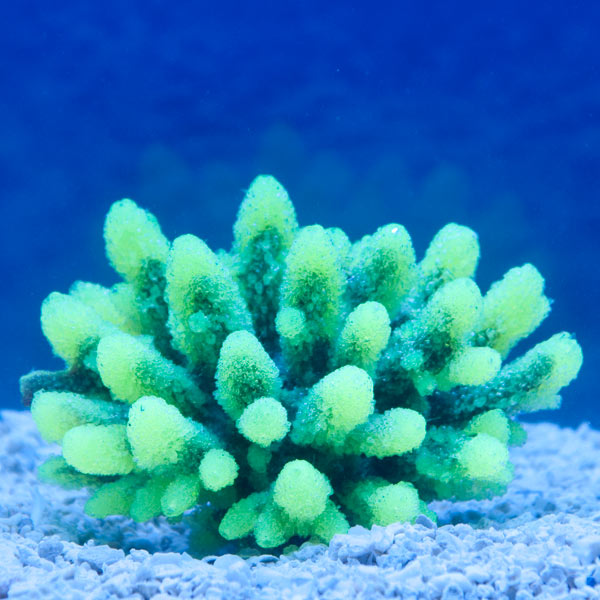 Aquatic Creations Yellow Tipped Gray Acropora Aquarium Décor