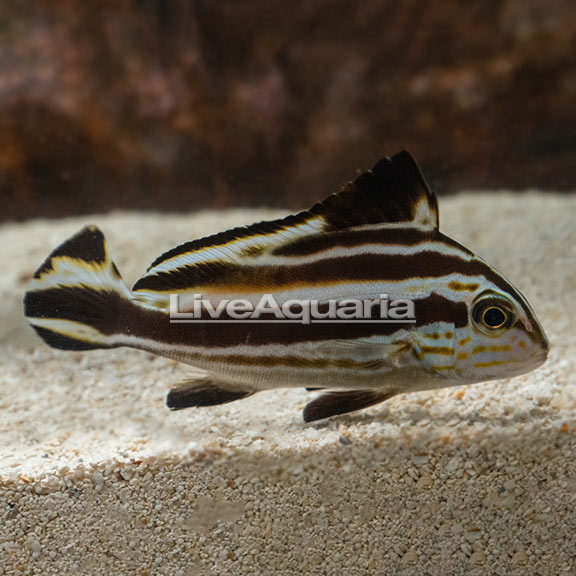 Painted Sweetlips | Marine Fish – LiveAquaria