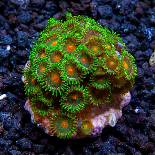 LiveAquaria® CCGC Aquacultured Assorted Zoanthid