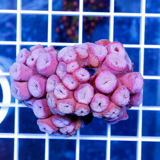 Tube Coral, Pink 2" WYSIWYG