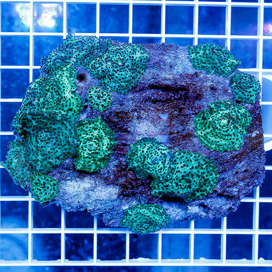 Actinodiscus Mushroom Coral 3.75" WYSIWYG