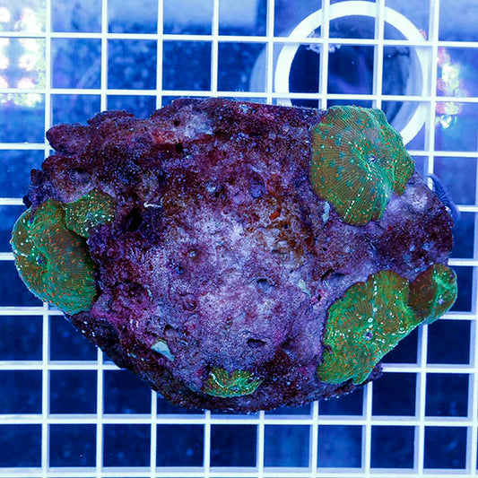 Spotted Actinodiscus Mushroom Coral 3.75" WYSIWYG
