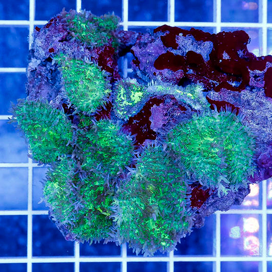 Green Hairy Mushroom Coral 3" WYSIWYG
