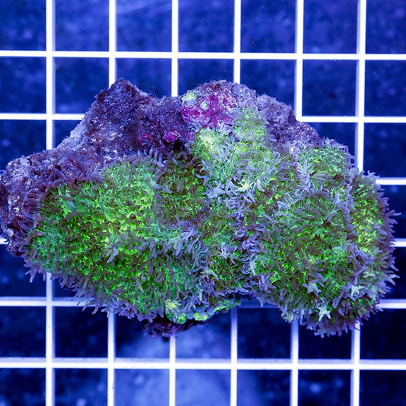 Hairy Mushroom Coral 3" WYSIWYG