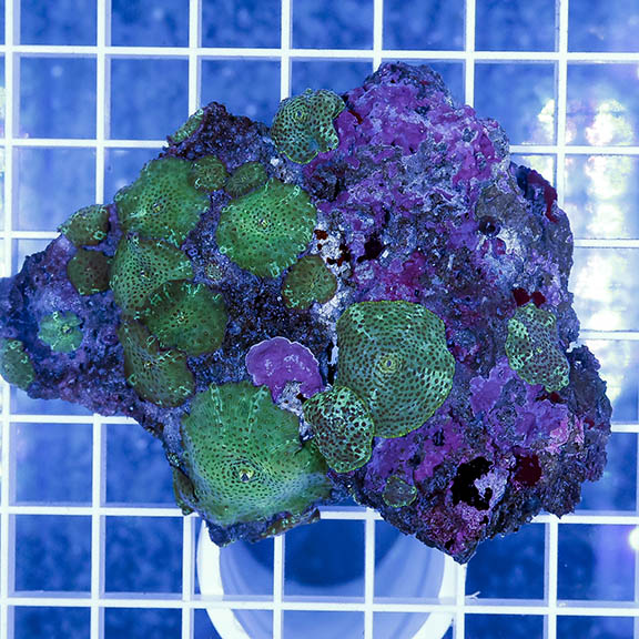 Actinodiscus Mushroom Coral 3.25" WYSIWYG