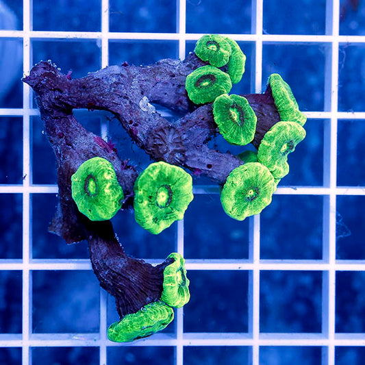 Candy Cane Coral Indonesia 2" WYSIWYG