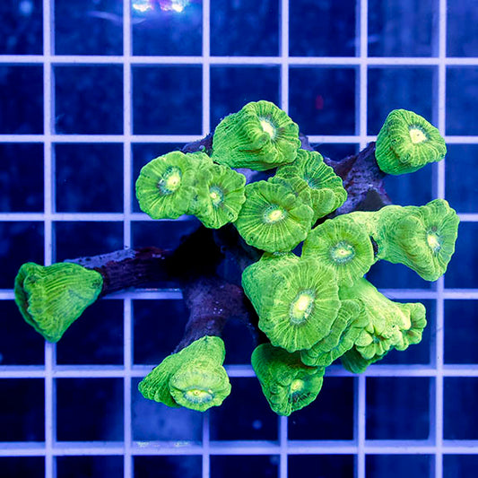 Candy Cane Coral Indonesia 2.75" WYSIWYG