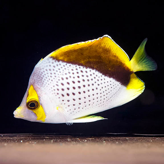 Declivis Butterflyfish 3" WYSIWYG