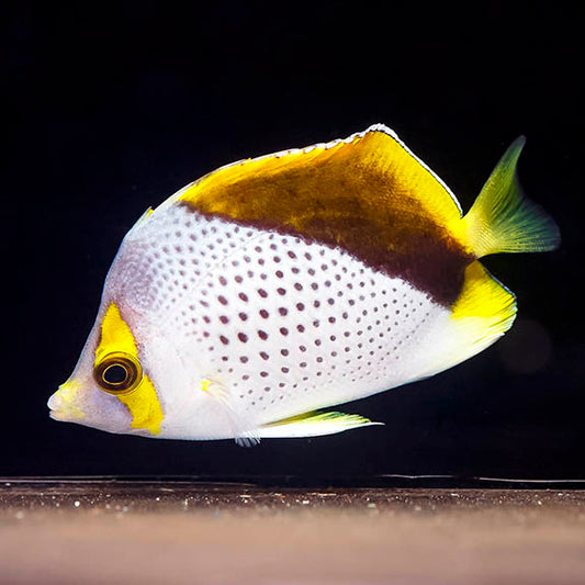 Declivis Butterflyfish 3" WYSIWYG