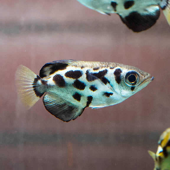 Clouded Archer Fish 4.75" WYSIWYG