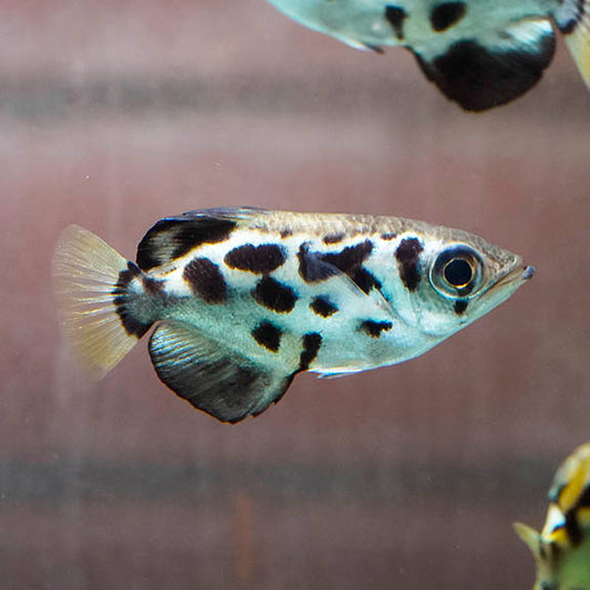 Clouded Archer Fish 4.75" WYSIWYG