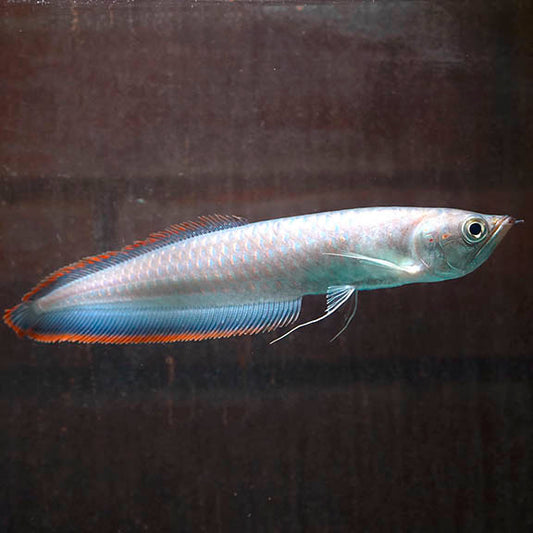 Black Arowana 10" WYSIWYG