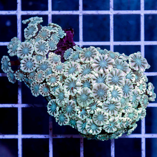 Alveopora Coral 2.5" WYSIWYG