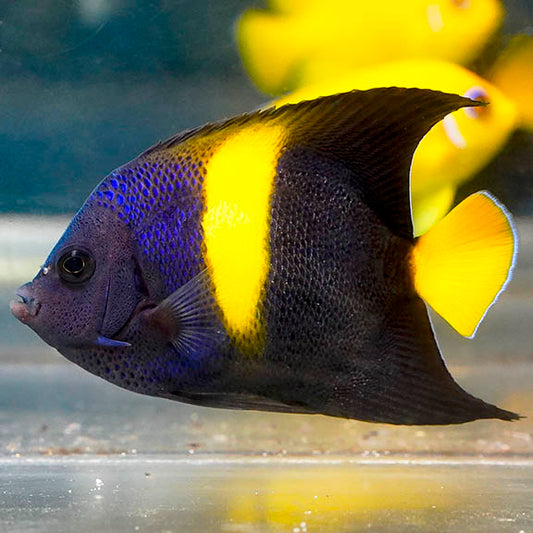 Asfur Angelfish 3.25" WYSIWYG