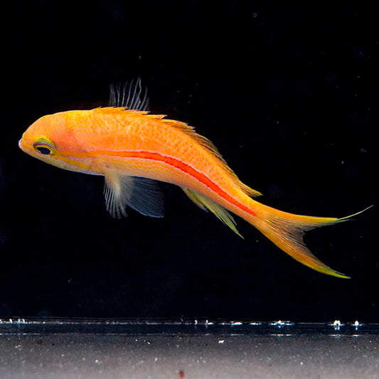 Red Striped Anthias 4.25" WYSIWYG