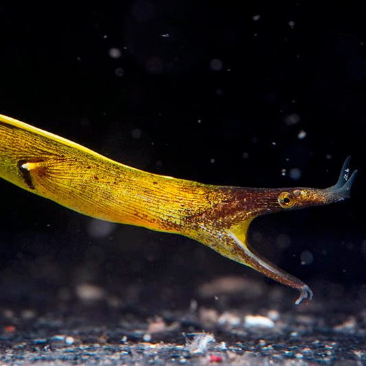 Black Ribbon Eel 36" EXPERT ONLY WYSIWYG