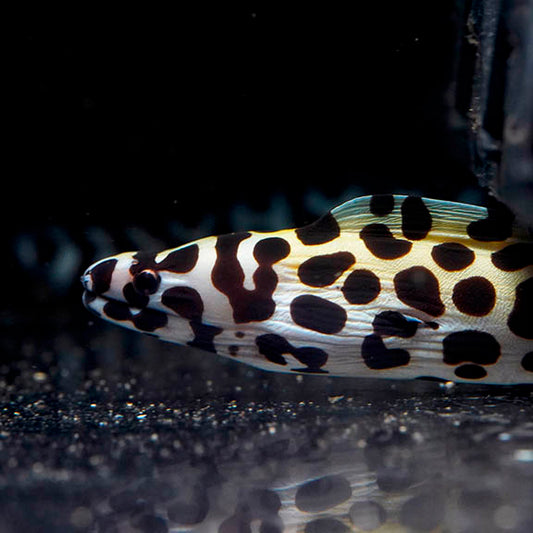 Tessalata Eel 22" WYSIWYG
