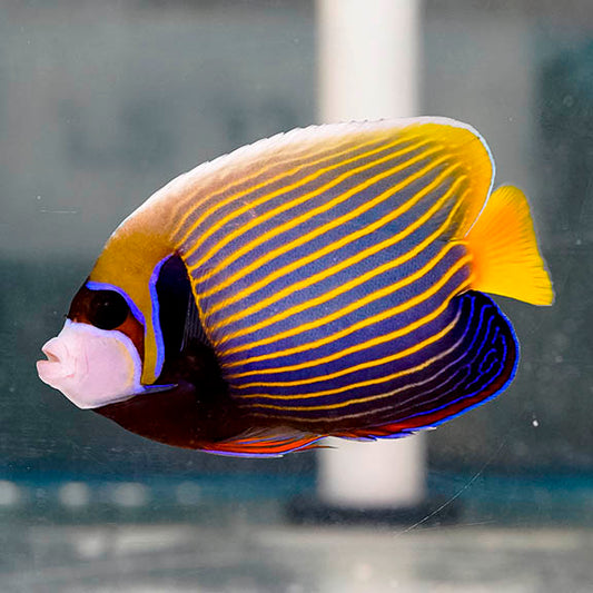 Emperor Angelfish Adult 5.5" WYSIWYG