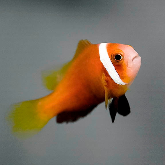 Blackfoot Clownfish 1.25" WYSIWYG