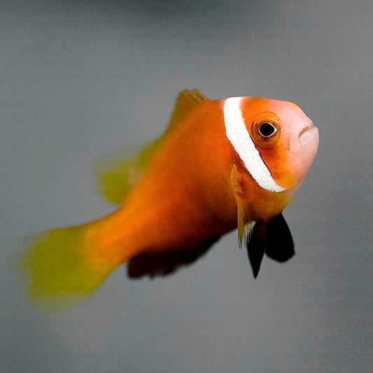 Blackfoot Clownfish 1.25" WYSIWYG