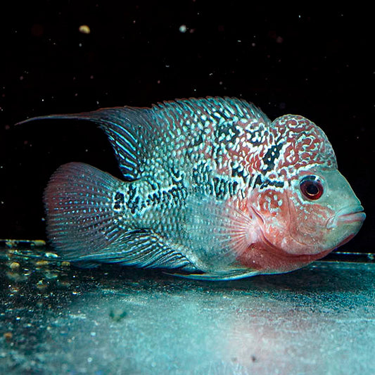 Flowerhorn Cichlid 6" WYSIWYG