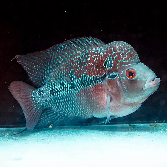 Flowerhorn Cichlid 6.5" WYSIWYG