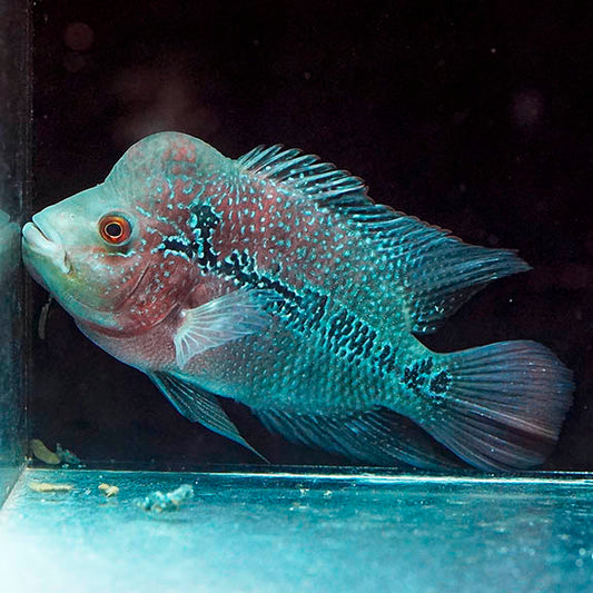 Flowerhorn Cichlid 6" WYSIWYG 2