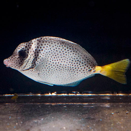 Razor Tang 4.5" WYSIWYG