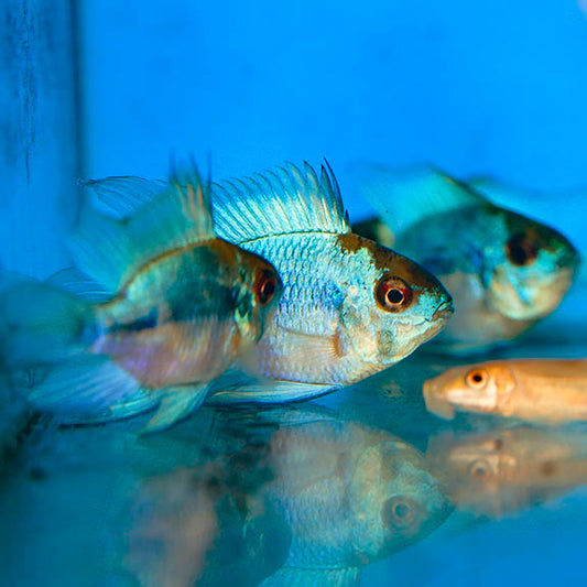 Electric Blue Ram Cichlid (Group of Three) 1.25"-2" EXPERT ONLY WYSIWYG