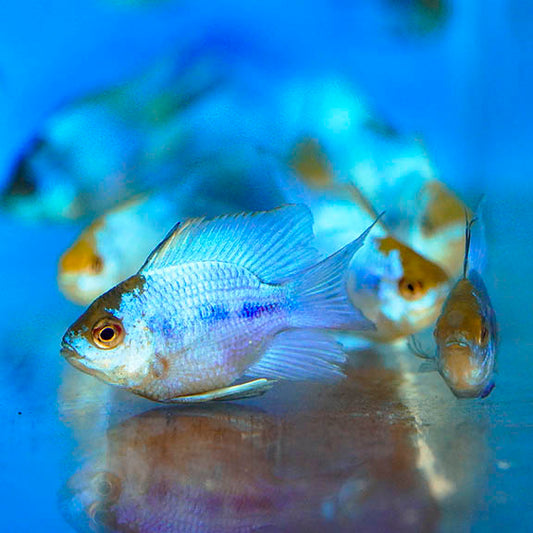 Electric Blue Ram Cichlid (Group of Three) 1.25"-2" EXPERT ONLY WYSIWYG 2