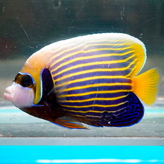 Emperor Angelfish Adult 4.75" WYSIWYG