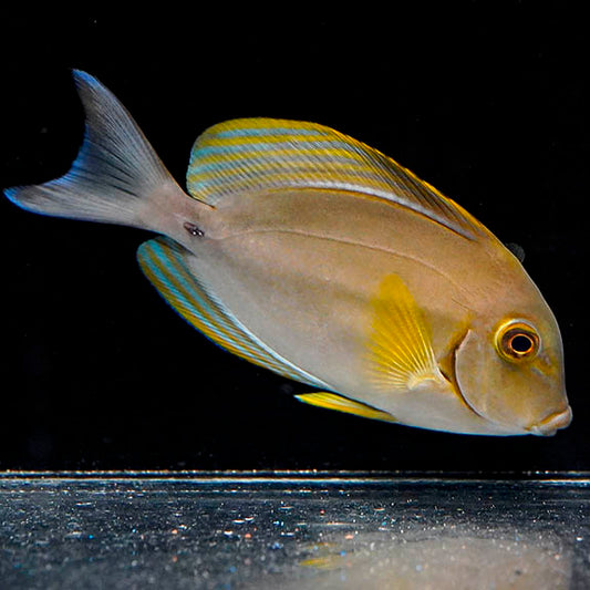 Yellowfin Tang 4.5" WYSIWYG