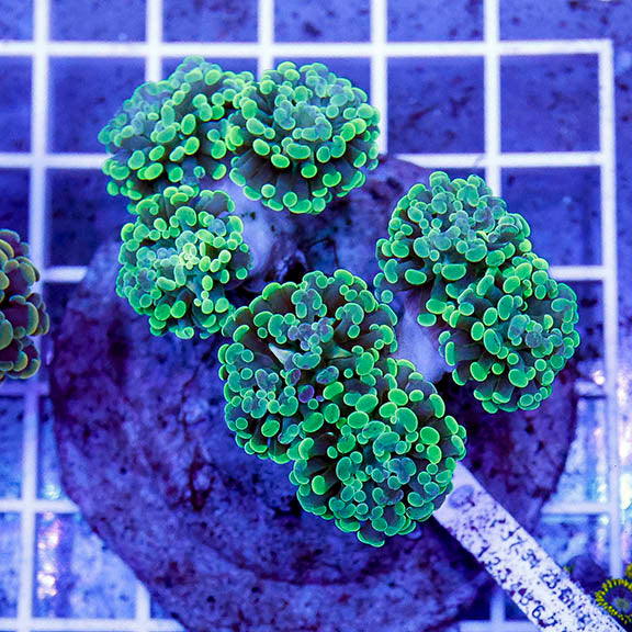 Branching Hammer Coral Indonesia 2.5" WYSIWYG