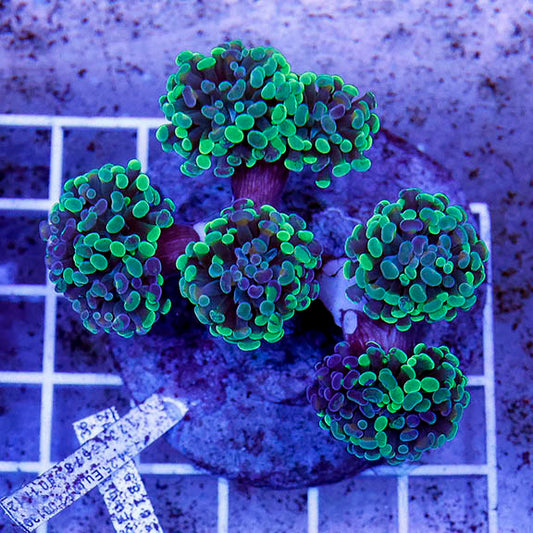 Branching Hammer Coral Indonesia 2.5" WYSIWYG