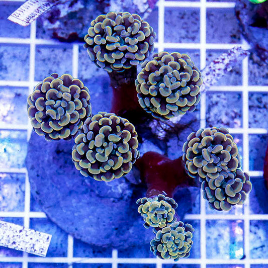Branching Hammer Coral Indonesia 3" WYSIWYG