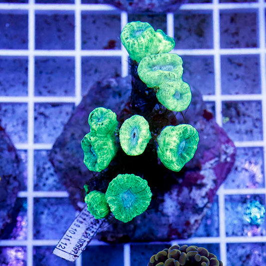 Candy Cane Coral Indonesia 2.5" WYSIWYG