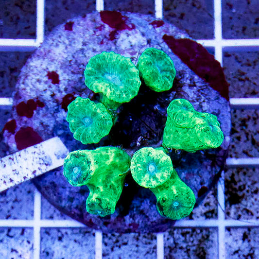 Candy Cane Coral Indonesia 2" WYSIWYG