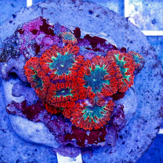 Blastomussa Coral Indonesia 2" WYSIWYG