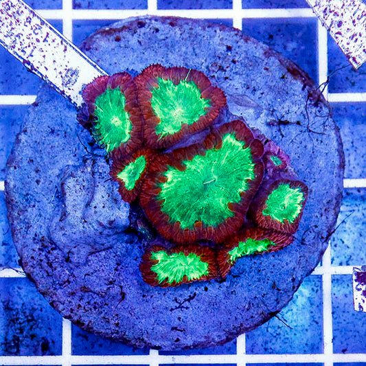 Blastomussa Coral Indonesia 2" WYSIWYG