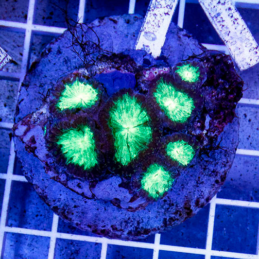 Blastomussa Coral Indonesia 2.5" WYSIWYG