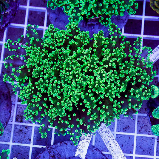 Green Frogspawn Coral Indonesia 3.5" WYSIWYG