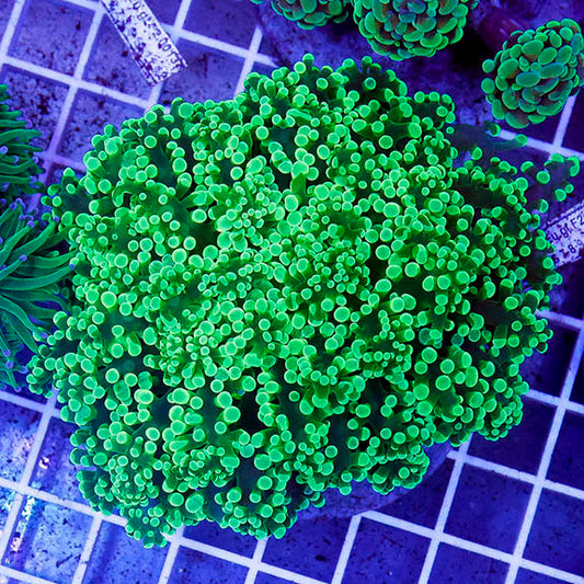 Green Frogspawn Coral Indonesia 3" WYSIWYG