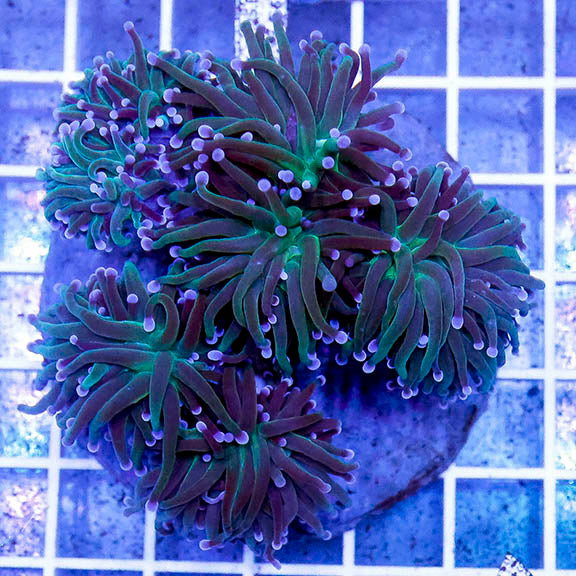 Torch Coral Indonesia 2.5" WYSIWYG