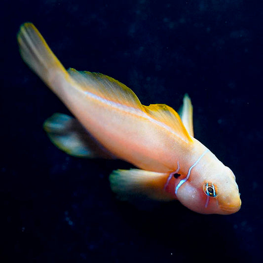 Citrinis  Clown Goby 2" WYSIWYG
