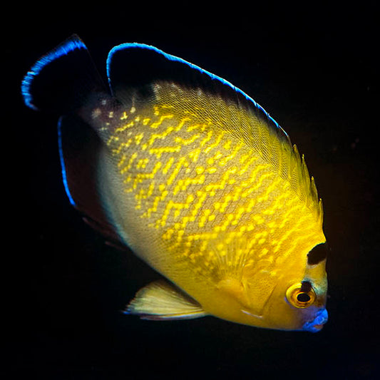 Goldflake Angelfish 3" WYSIWYG