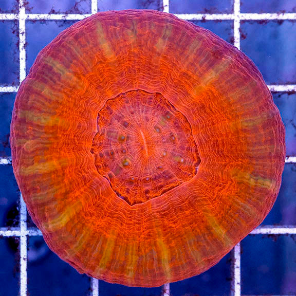 Scolymia Coral Australia 2" WYSIWYG