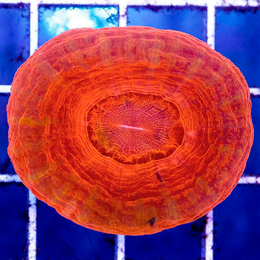 Scolymia Coral Australia Red 1.5" WYSIWYG