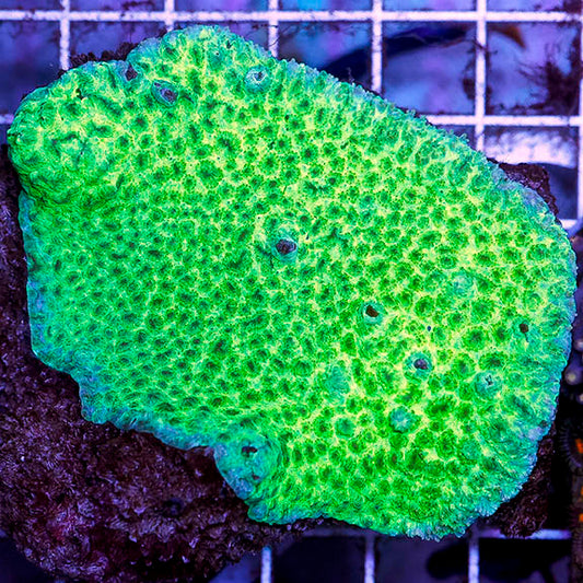 Aussie Encrusting Hydnophora Coral 2.75" WYSIWYG