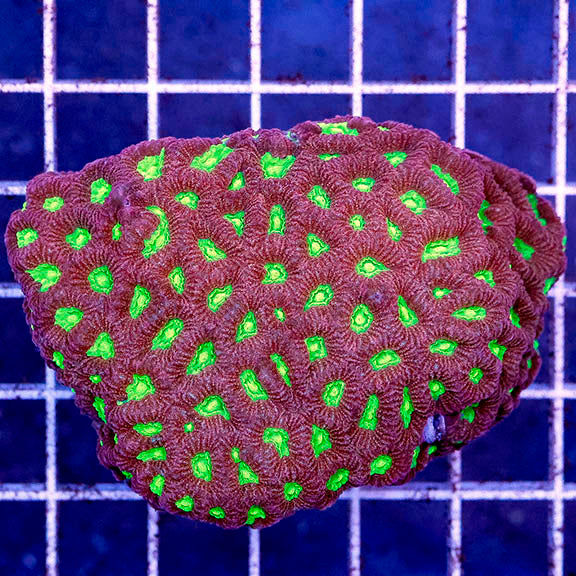 Favites Brain Coral 2.75" WYSIWYG